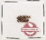 Anobiidae Scientific lot no. 11 (16 pcs)