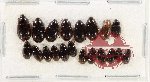 Hydrophilidae Scientific lot no. 385 (20 pcs)
