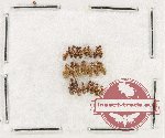 Anthicidae Scientific lot no. 54 (22 pcs)