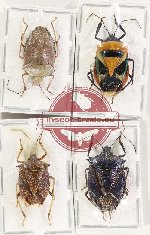 Scientific lot no. 1528 Heteroptera (Pentatomidae) (4 pcs)