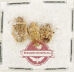 Scientific lot no. 1480 Heteroptera (3 pcs)