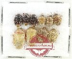 Scientific lot no. 1492 Heteroptera (10 pcs)