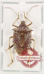 Pentatomidae sp. 74 (A2)