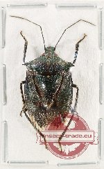 Pentatomidae sp. 75 (A2)