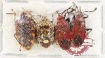 Scientific lot no. 1507 Heteroptera (4 pcs A2)