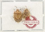 Scientific lot no. 1494 Heteroptera (2 pcs)