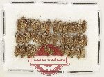 Scientific lot no. 1497 Heteroptera (42 pcs)