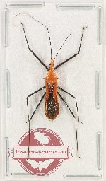 Reduviidae sp. 37 (A-)