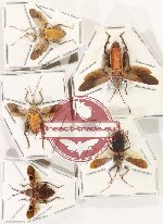Scientific lot no. 150 Heteroptera (Coreidae) (5 pcs spread)