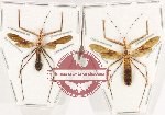 Scientific lot no. 1527 Heteroptera (2 pcs A2 spread)