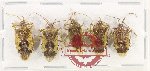 Scientific lot no. 1537 Heteroptera (5 pcs A-, A2)