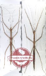 Scientific lot no. 46 Phasmidae (2 pcs AA-)