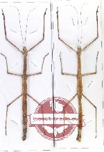Scientific lot no. 45 Phasmidae (2 pcs)