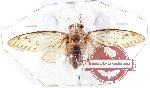 Cicadidae sp. 93