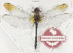 Odonata sp. 100