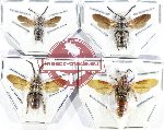 Scientific lot no. 585 Hymenoptera (Campsomerini) (3m, 1f)