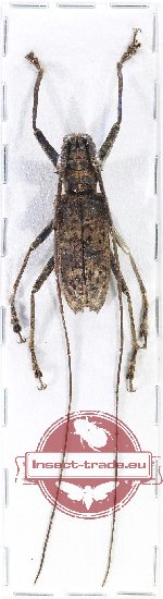 Potemnemus sp. 8 (A-)