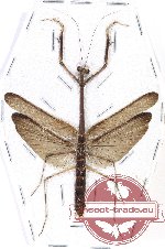 Mantidae sp. 46