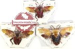 Scientific lot no. 1530 Heteroptera (Tessaratomidae) (3 pcs A2)