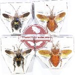 Scientific lot no. 1522 Heteroptera (Coreidae) (4 pcs A2 - spread)