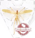 Orthoptera sp. 66 (A-)