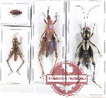 Scientific lot no. 80 Orthoptera (4 pcs)