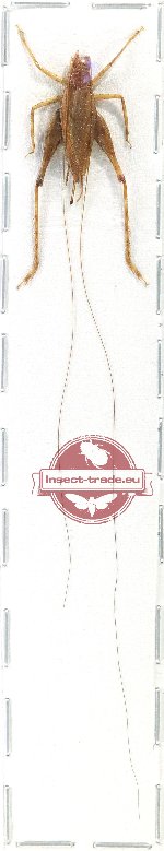 Gryllidae sp. 4 (A-)