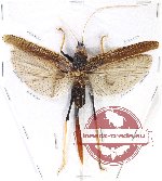 Orthoptera sp. 65 (A-)