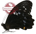 Papilio gambrisius ssp. gambrisius (5 pcs A-)
