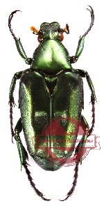 Plectrone polita (A-)