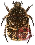 Protaetia (Netociomima) adspersa (A-)