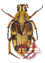 Ixorida (Emas) thoracica (A2)