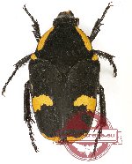 Clinteria atra tichyi (A2)