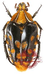 Coilodera penicillata