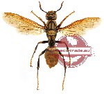 Polistes sp. 6 (SPREAD)