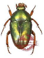 Mycterophallus xanthopus viridicollis (10 pcs)