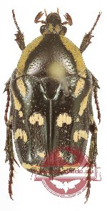 Stalagmosoma cynanki