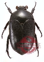 Digenethle antoinei (A2)