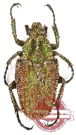 Mycteristes (Rhinacosmus) zebuanus (A-)