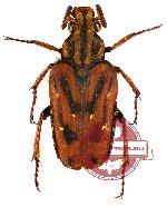 Euselates (s.str.) stricticollis