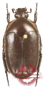 Digenethle juheli (A-)