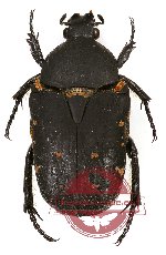 Glycyphana (Euglycyphana) lateralis ssp.