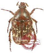 Euphoria sepulcralis (5 pcs)