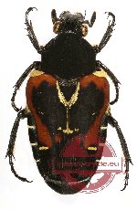 Taeniodera nigrithorax (A-)