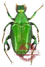 Pseudochalcothea planiuscula planiuscula