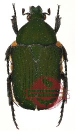 Glycyphana (Euglycyphana) lateralis