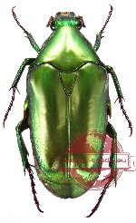 Pseudochalcothea sakaii (A-)