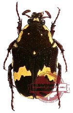 Clinteria dimorpha (10 pcs)