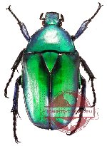 Rhomborhina gigantea (A2)