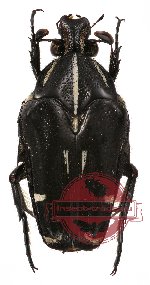 Ixorida (Mecinonota) regia niasica (A2)